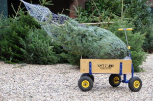 Weihnachtsbaumschlagen auf Schloss Wissen - Tannenbaumtransport mit Bollerwagen