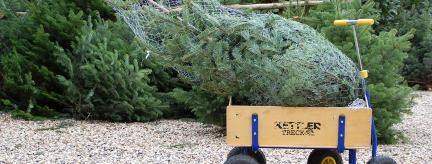 Weihnachtsbaumschlagen auf Schloss Wissen - Tannenbaumtransport mit Bollerwagen