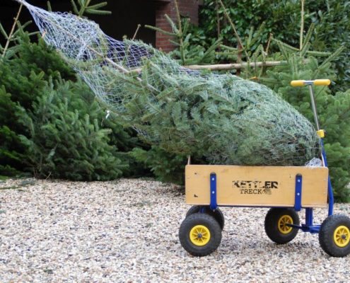 Frische Weihnachtsbäume von Schloss Wissen